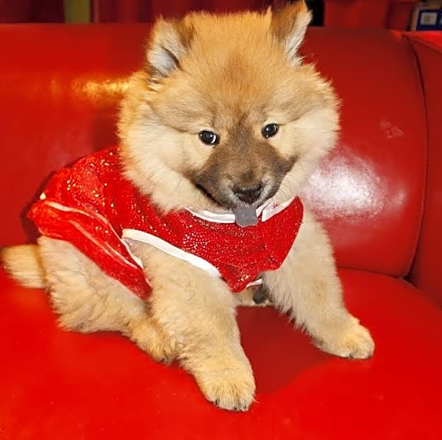 Photo of Browny