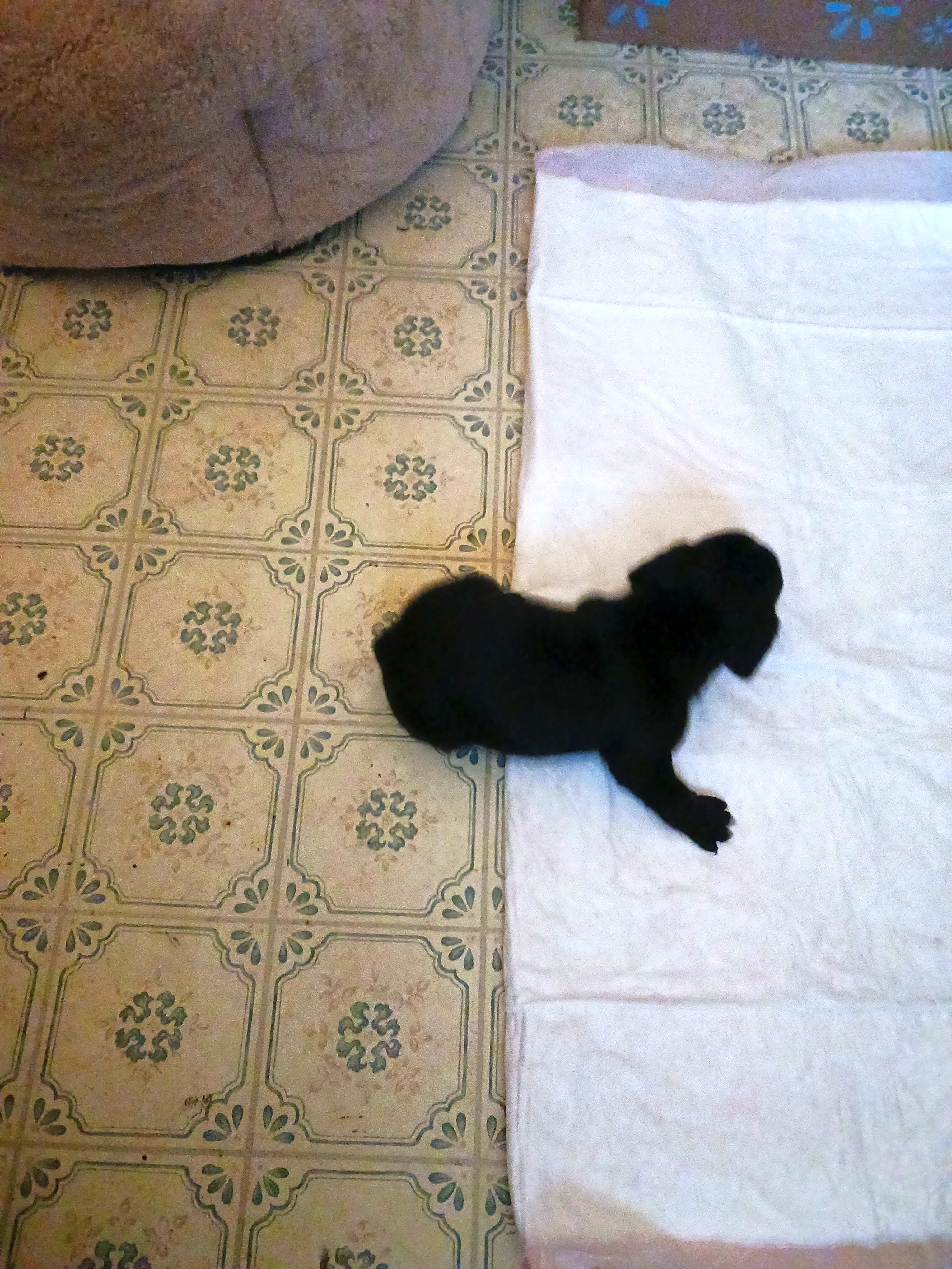 Photo of Max