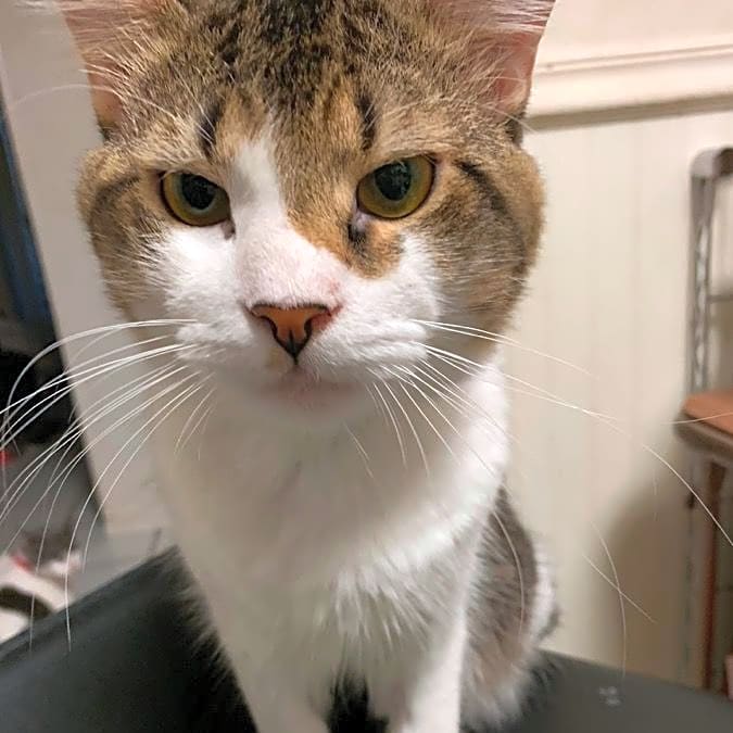 Photo of Cosmo