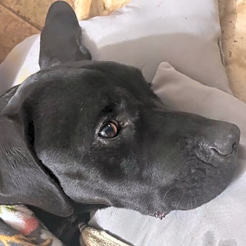 Photo of Batman