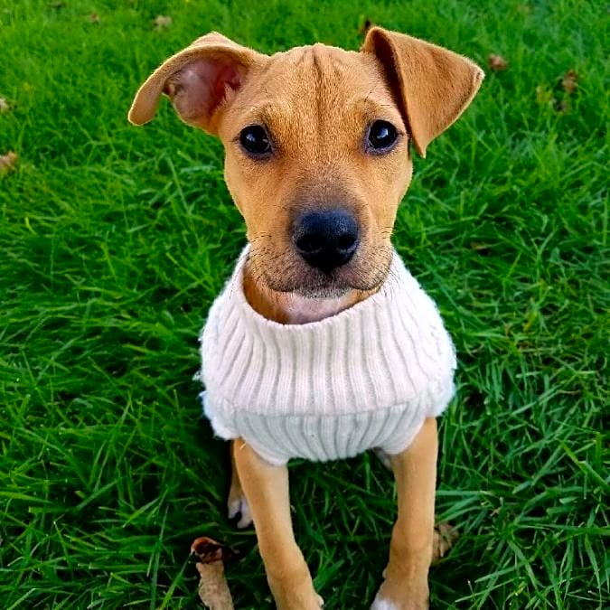 Photo of Guppy