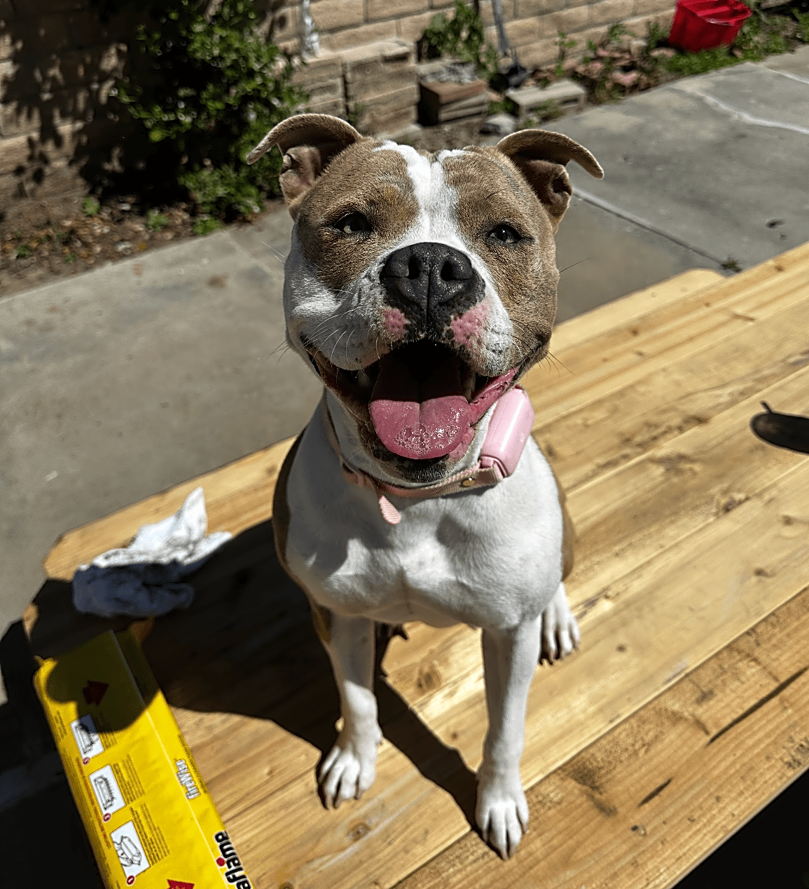 Photo of Harley