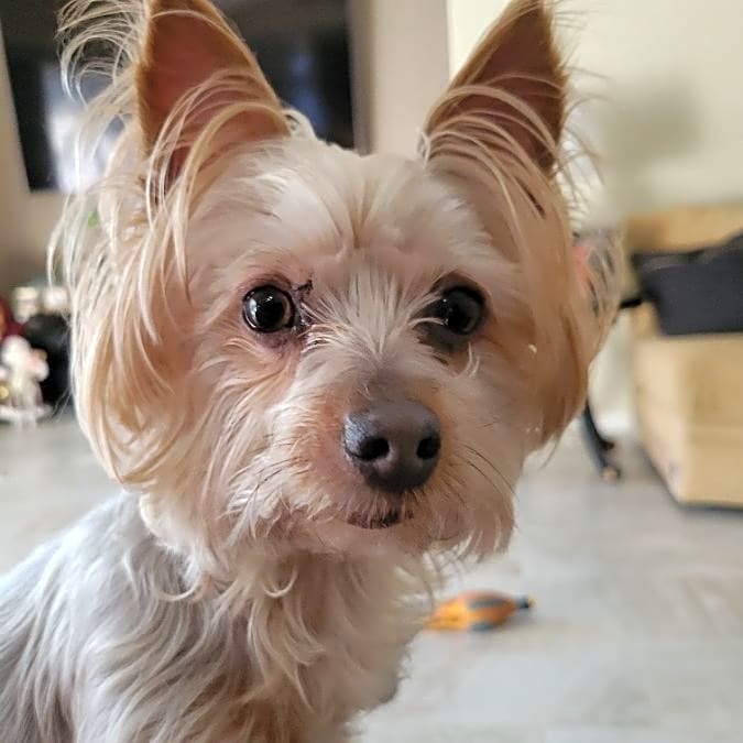 Photo of Lilly