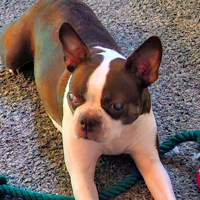 Photo of Olive