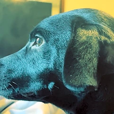 Photo of Roscoe