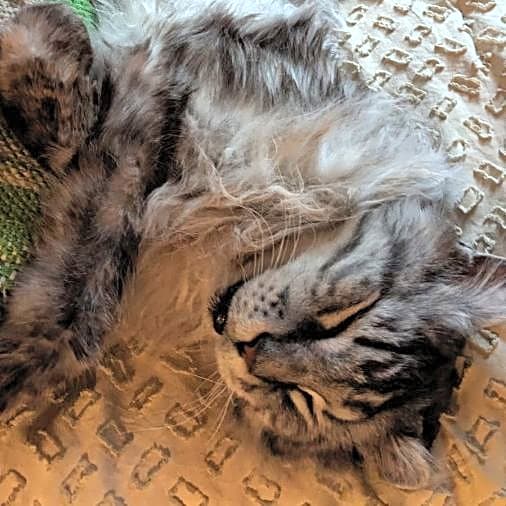 Photo of Milo