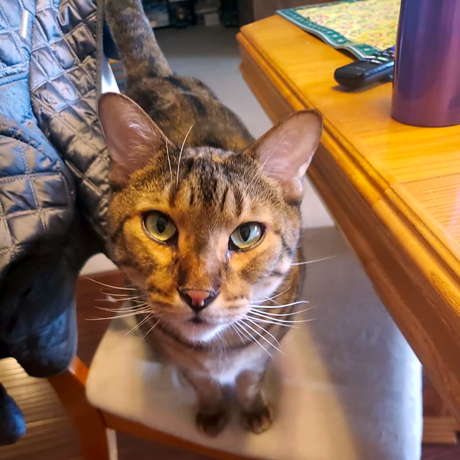 Photo of Meeko