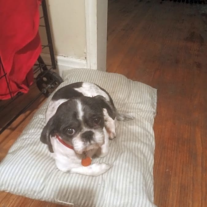 Photo of Moo Moo