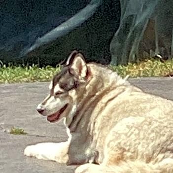 Photo of Nova