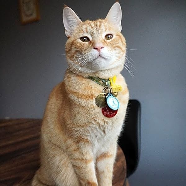 Photo of Cheeze
