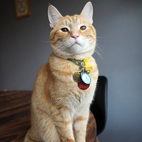 Photo of Cheeze