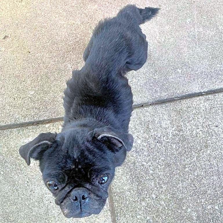 Photo of Olive