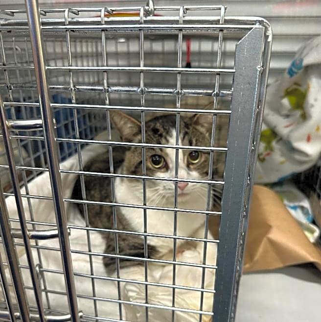 Photo of Feral Cat Spay & Neuter Program