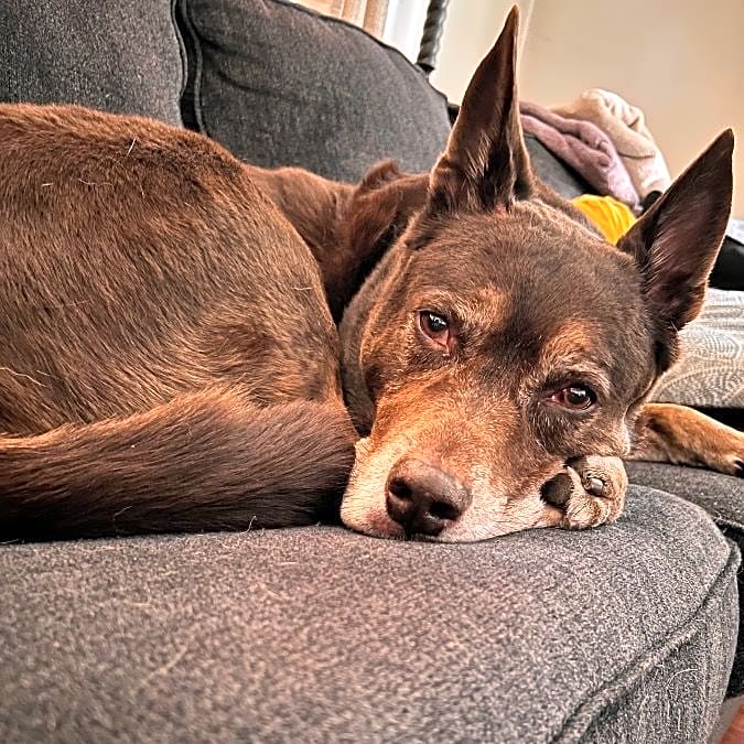 Photo of Taz