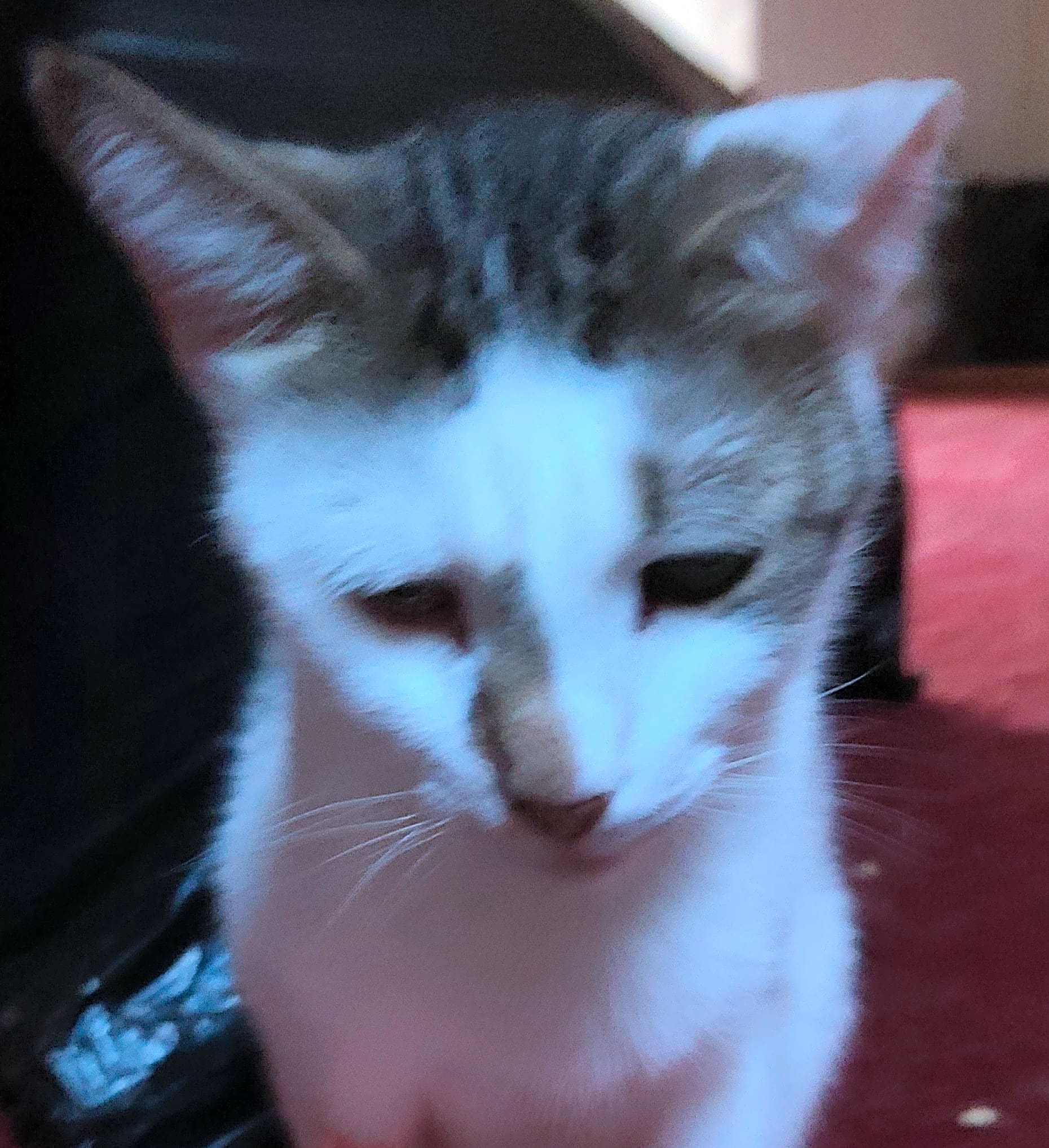 Photo of Rocket