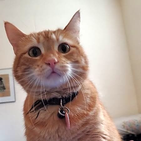 Photo of Ripley