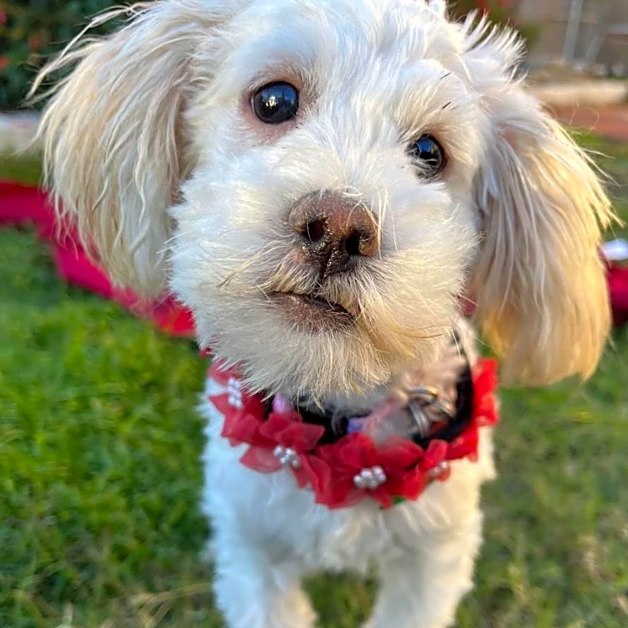 Photo of Mitzi Everest