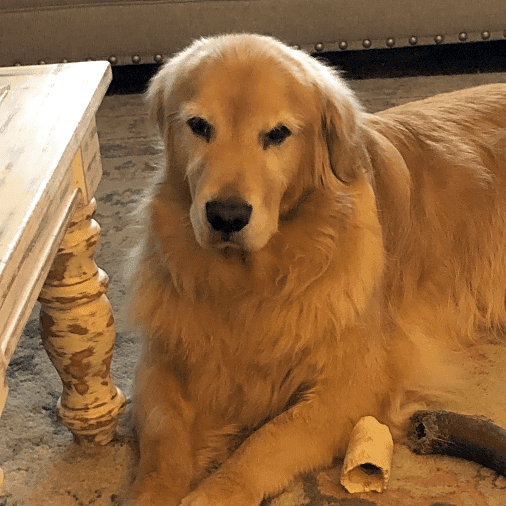 Photo of Apollo