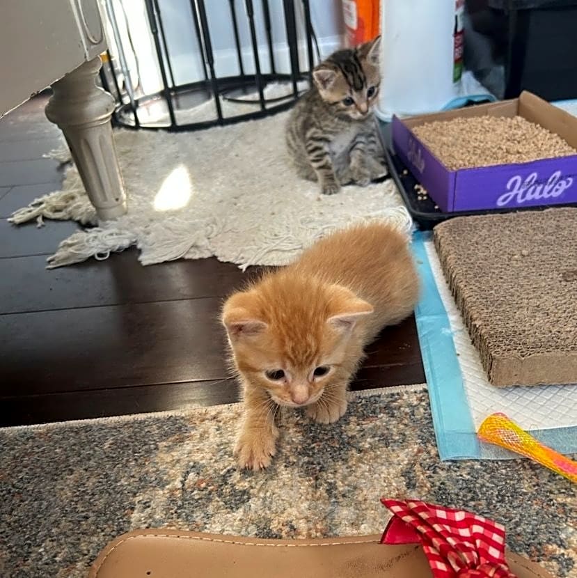 Photo of Spay/Neuter Kittie