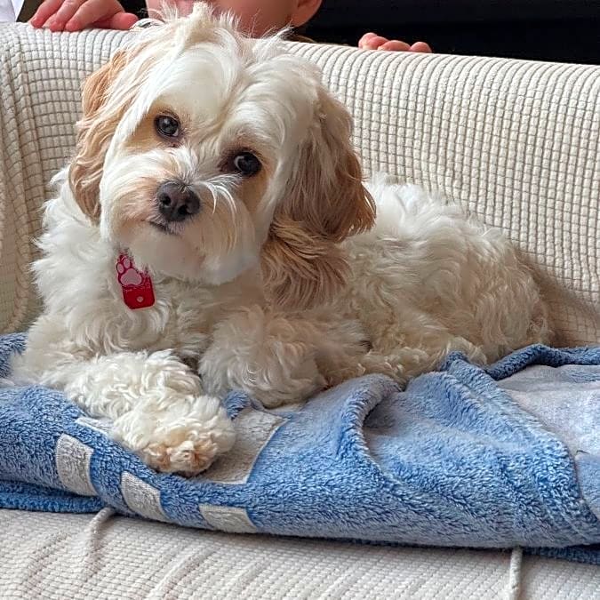 Photo of Phoebe