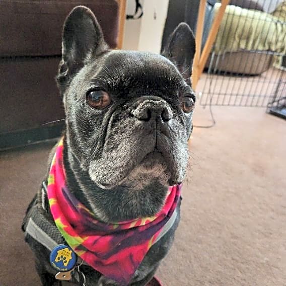 Photo of Blaze