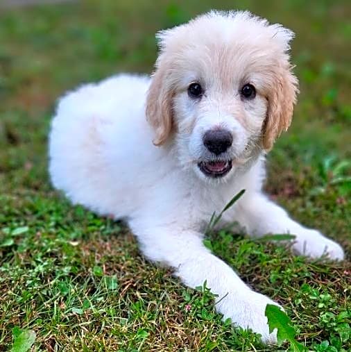 Photo of Abby