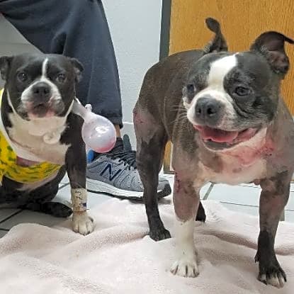 Photo of Bubba & Cookie