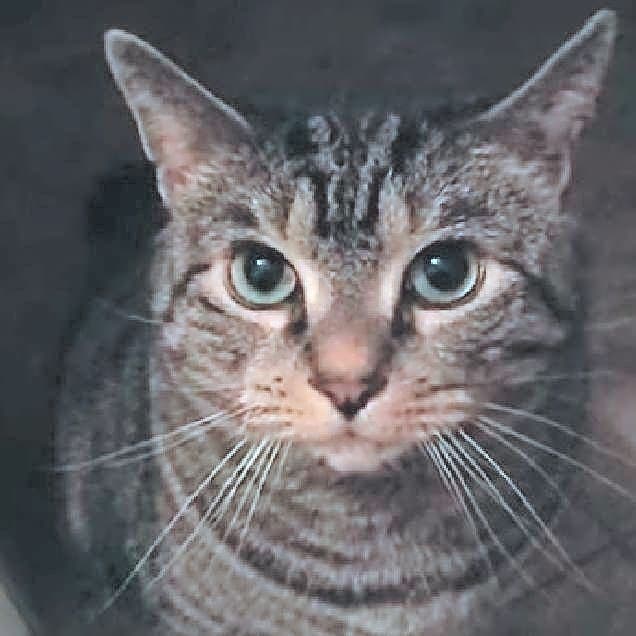 Photo of Shroddy