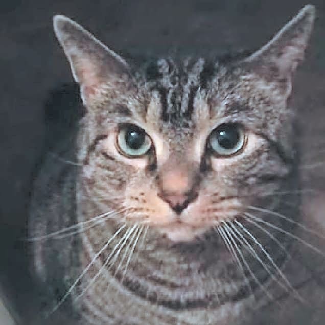Photo of Shroddy