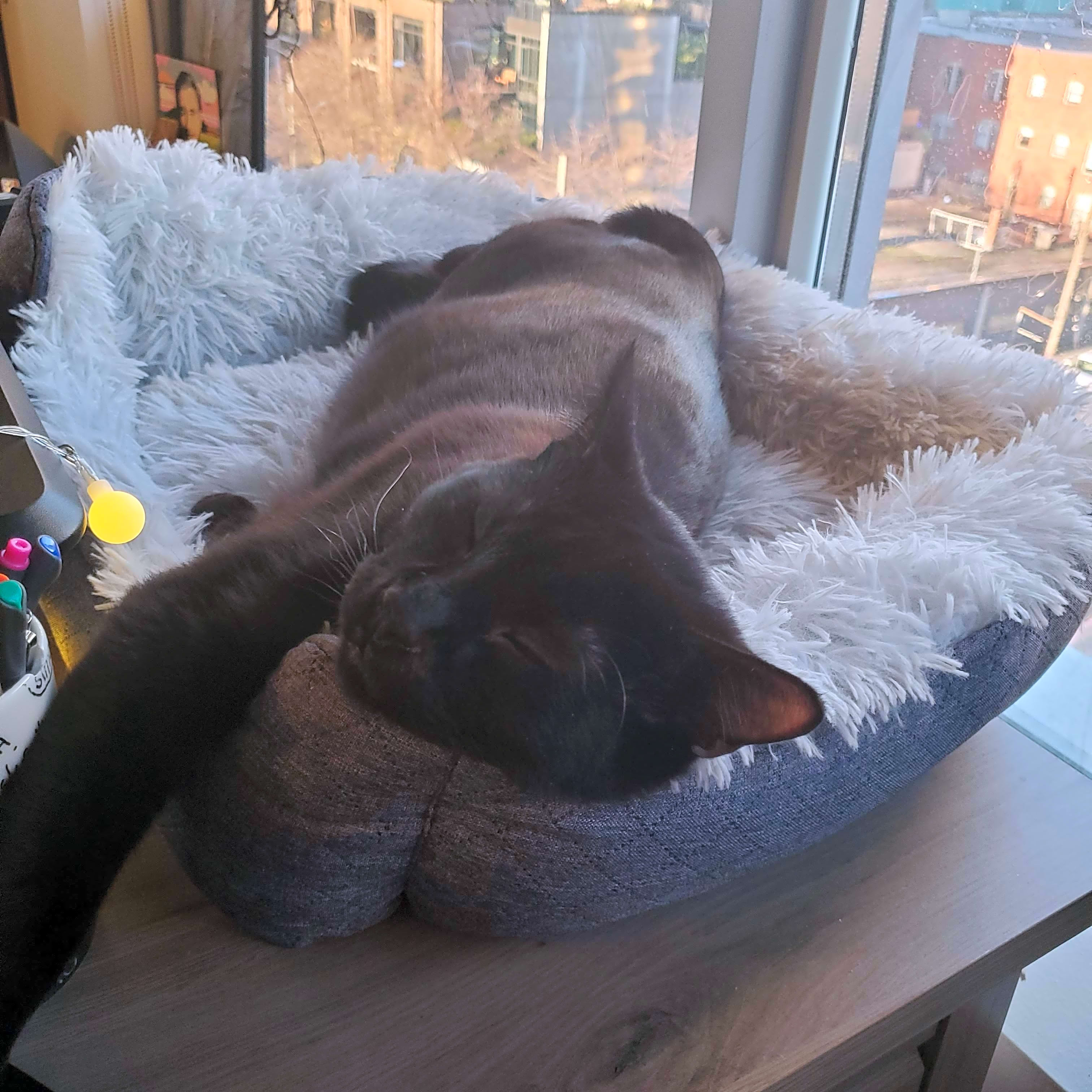 Photo of Hank