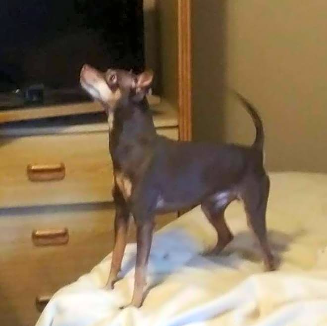 Photo of BAMBI