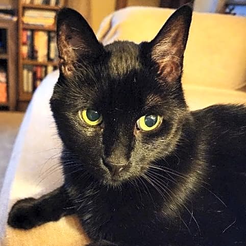 Photo of Blaze