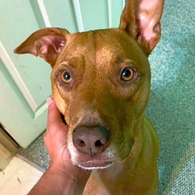 Photo of Cooper