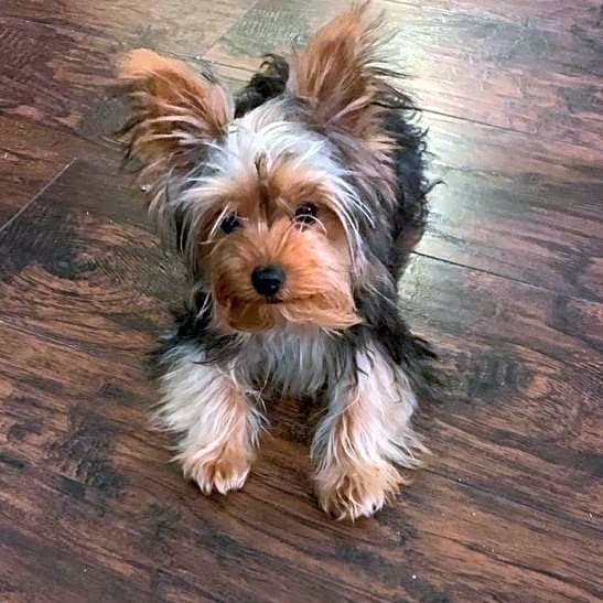 Photo of Charlie