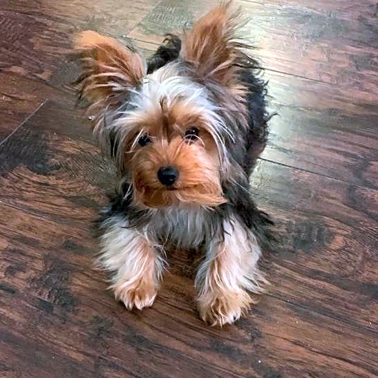 Photo of Charlie