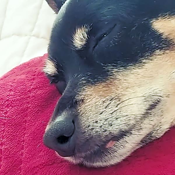 Photo of Junior