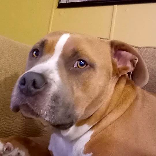 Photo of Diesel