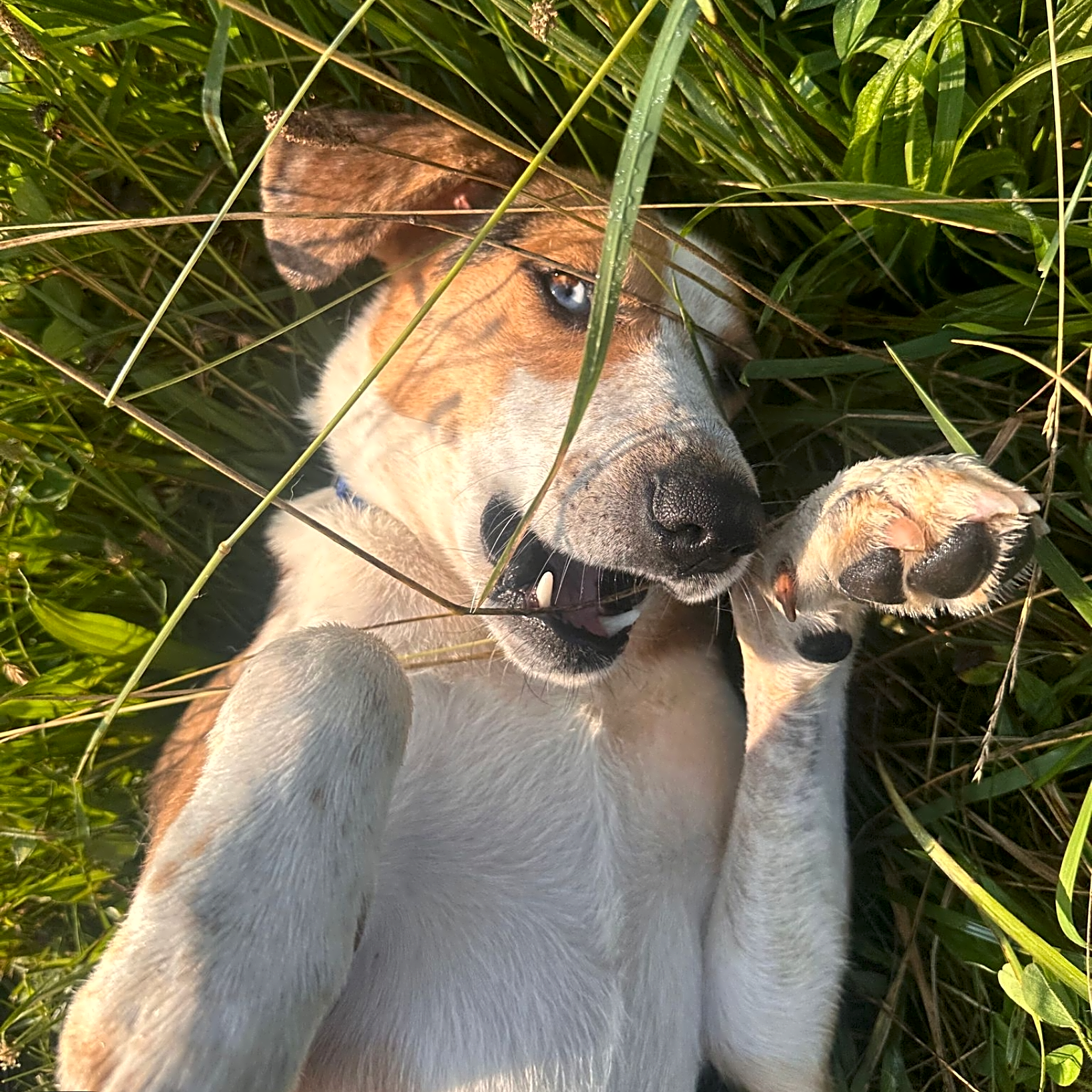Photo of Burrito