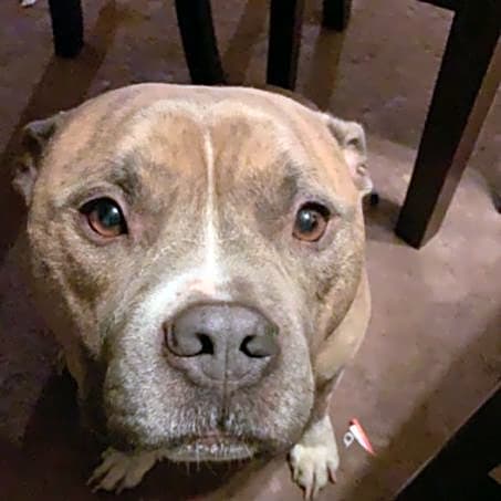 Photo of Chubbs