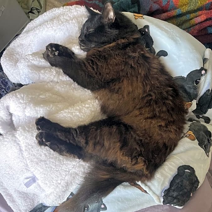 Photo of Kitty MeowMeow
