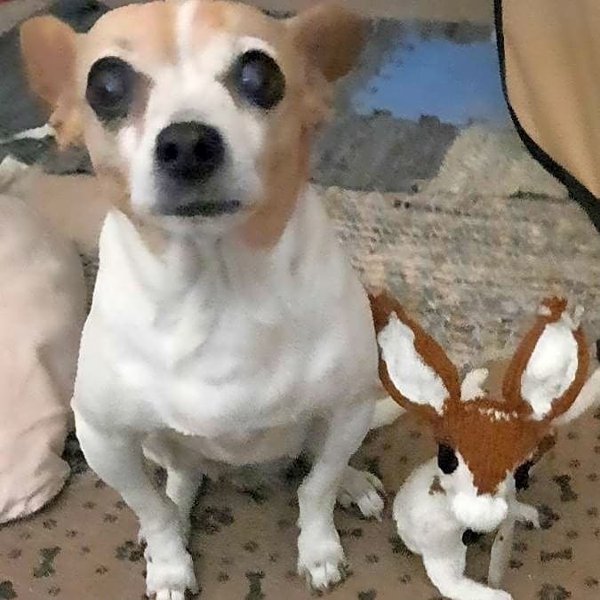 Photo of Daisy