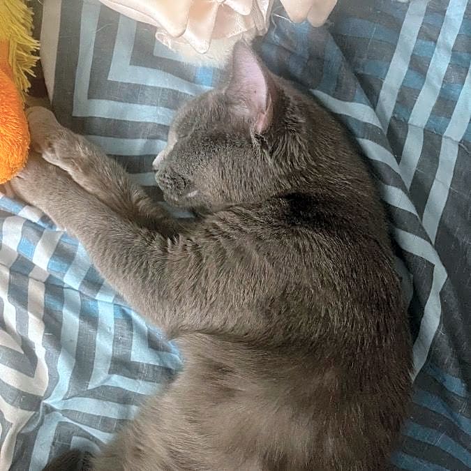 Photo of Luna