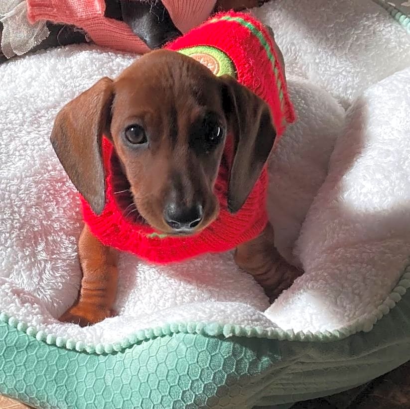 Photo of Benji