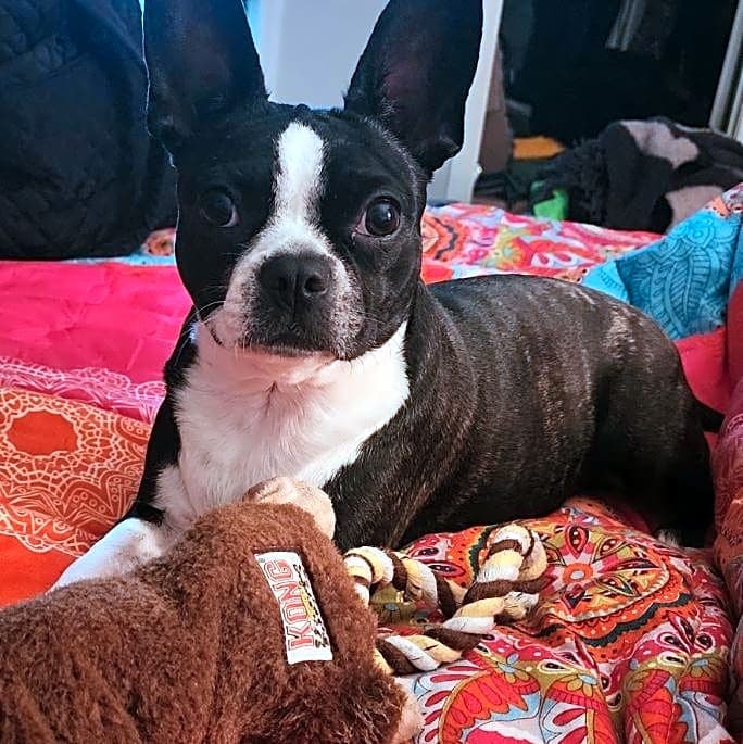 Photo of Luna