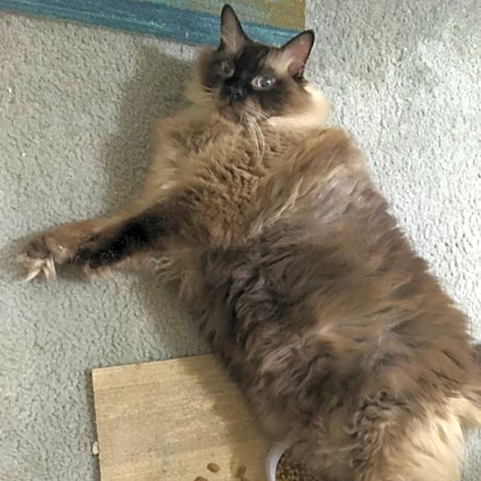 Photo of Petit