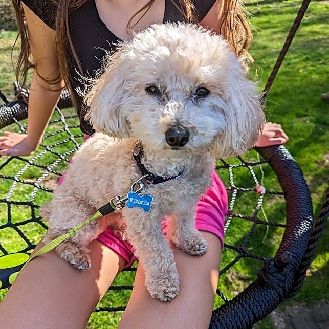 Photo of Butterscotch