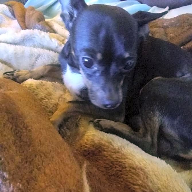 Photo of Mijo