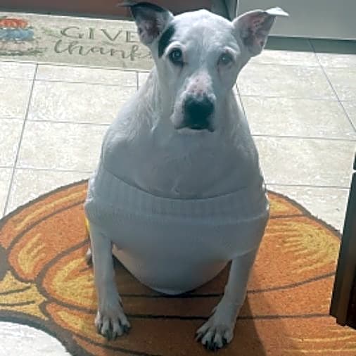 Photo of Scooby