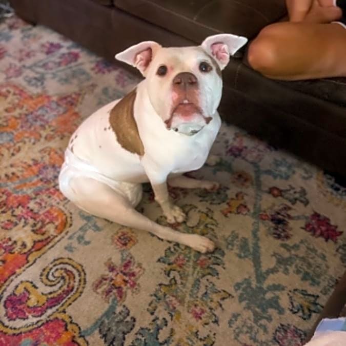 Photo of Bella
