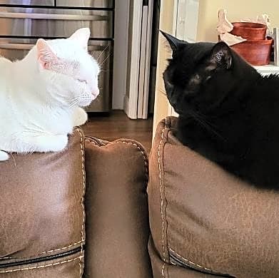 Photo of Boomer Ang & Luna Tic